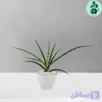 سانسوریا گراسیلیس