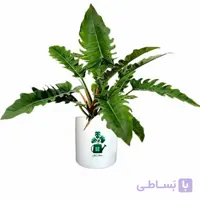 فیلدندرون کنگره‌ای گلآرون