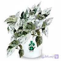 پتوس مرمری گلآرون