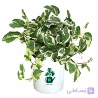 پتوس ارتشی گلآرون