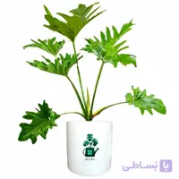 فیلدندرون سلوم گلآرون