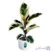 فیکوس یاقوتی گلآرون