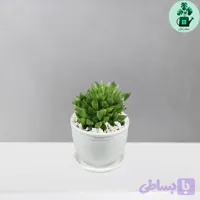 هاورتیا شیشه ای لوتوس