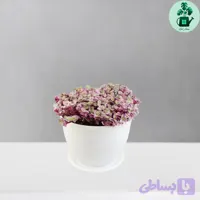 برگ بیدی کالیسیا