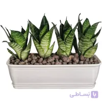 سانسوریا پا کوتاه باغچه ای