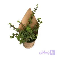 کراسولا خرفه‌ای