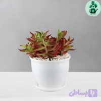کراسولا آتشین