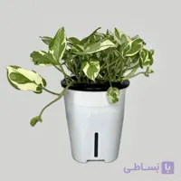پتوس ارتشی هیدروپونیک