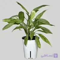 آگلونما هیدروپونیک