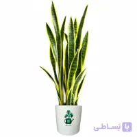 سانسوریا ابلق پا کوتاه گلآرون