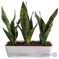 سانسوریا کرواتی باغچه ای