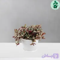 برگ بیدی
