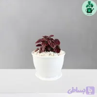پپرومیا چروک قرمز