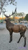 مجسمه گوزن فایبر گلاس