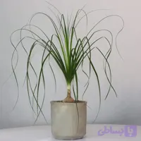 لیندا