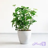 شفلرا (سبز و ابلق)