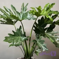 برگ انجیری (مونسترا)
