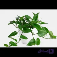 پتوس