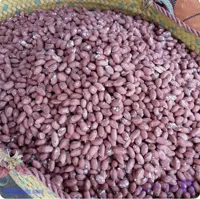 بادام زمینی درجه یک (تازه و برشته) سوغات آستانه