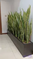 فلاور باکس فایبرگلاس یک‌متری سانسوریا ابلق