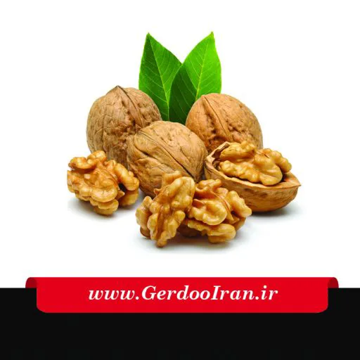 گردو ایران