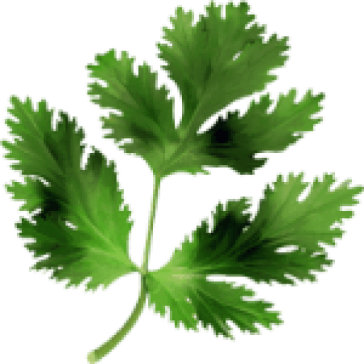 گشنیز