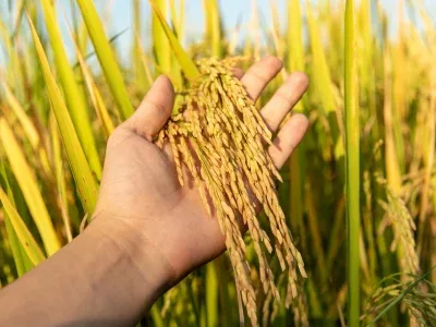 برنج فروشی محمودی